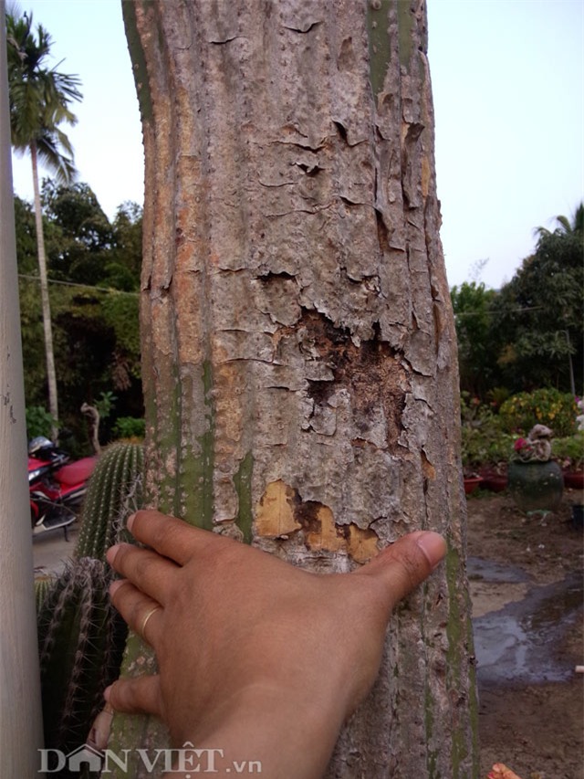 xương rồng nam mỹ, xương rồng kim lăng trụ, nghệ nhân hai khanh, giống xương rồng kim lăng trụ, xương rồng Mexico, xương rồng khổng lồ