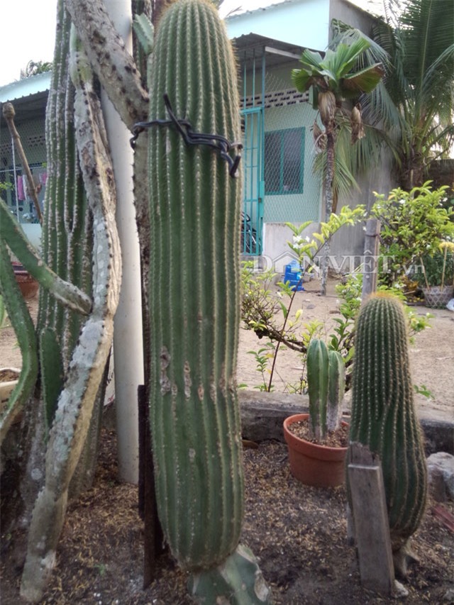 xương rồng nam mỹ, xương rồng kim lăng trụ, nghệ nhân hai khanh, giống xương rồng kim lăng trụ, xương rồng Mexico, xương rồng khổng lồ