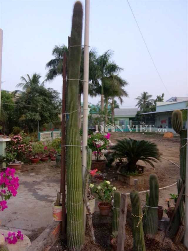 xương rồng nam mỹ, xương rồng kim lăng trụ, nghệ nhân hai khanh, giống xương rồng kim lăng trụ, xương rồng Mexico, xương rồng khổng lồ