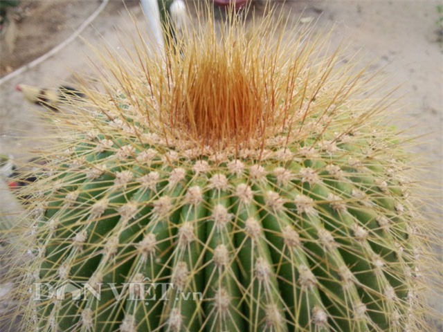 xương rồng nam mỹ, xương rồng kim lăng trụ, nghệ nhân hai khanh, giống xương rồng kim lăng trụ, xương rồng Mexico, xương rồng khổng lồ