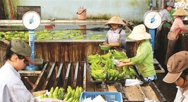 nông dân, tỷ phú, tỷ phú nông dân, trang trại chăn nuôi