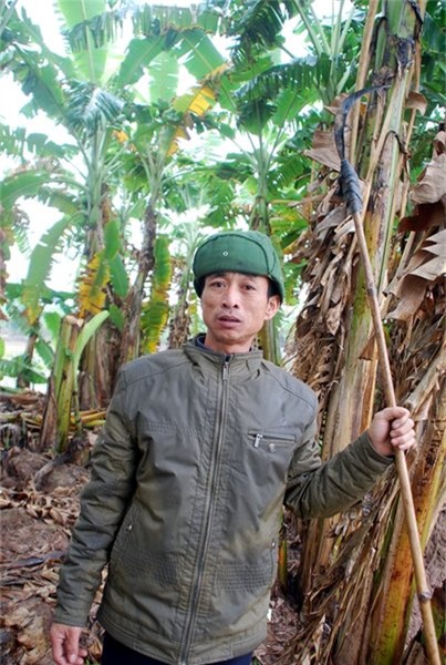 ăn mày, tỷ phú, nhân mô, cấy mô, học viện nông nghiệp