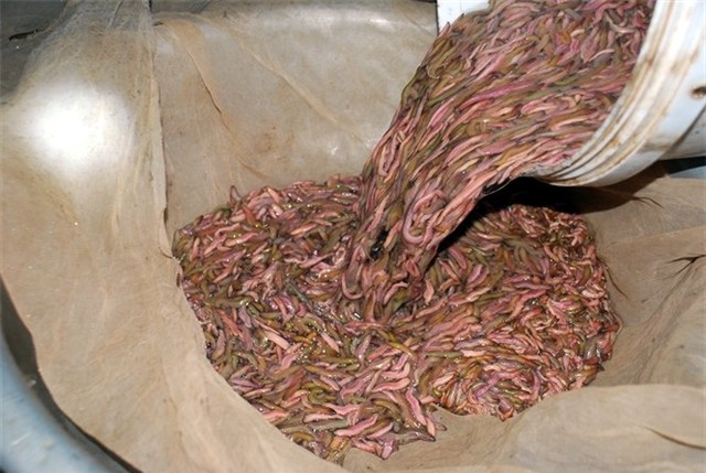 ăn mày, tỷ phú, nhân mô, cấy mô, học viện nông nghiệp