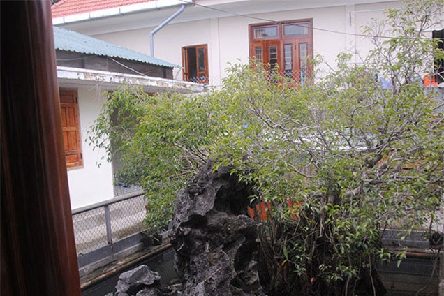 cây cảnh, chơi cây, bonsai, cây sanh