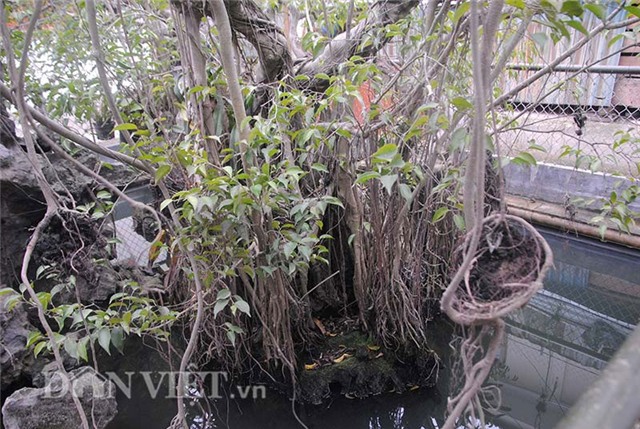 cây cảnh, chơi cây, bonsai, cây sanh