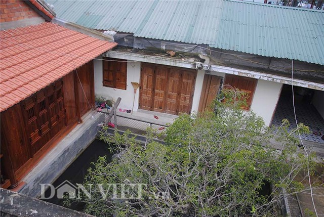 cây cảnh, chơi cây, bonsai, cây sanh