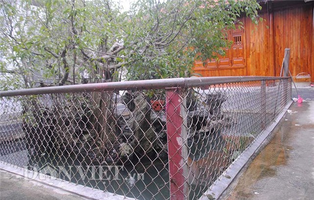 cây cảnh, chơi cây, bonsai, cây sanh