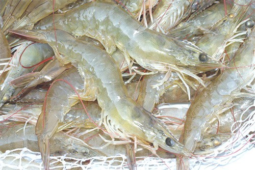 cho be an nhung loai hai san nao thi tot? - 3