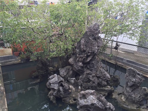 cây cảnh, tiền tỷ, huế, kho báu, tiền tỷ, lời dồn, siêu cây, đại gia Việt