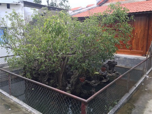 cây cảnh, tiền tỷ, huế, kho báu, tiền tỷ, lời dồn, siêu cây, đại gia Việt