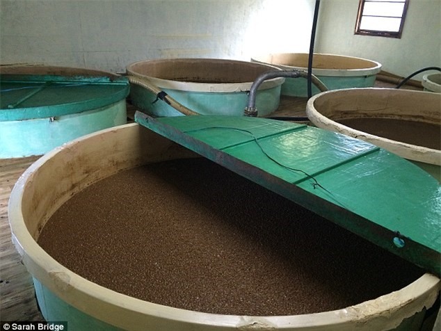 Những trải nghiệm tuyệt vời của ẩm thực Nhật Bản