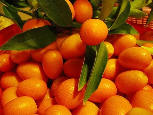 quất Nhật Bản, Hàn quốc, trái cây nội, giá rẻ, sính ngoại, độc hại, nhà giàu, giải khát