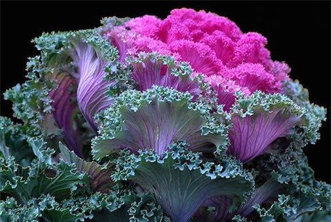 Hoa bắp cải, hút khách, nửa triệu đồng, cháy hàng, bông hoa, hồng sa mạc, 8/3, quốc tế phụ nữ