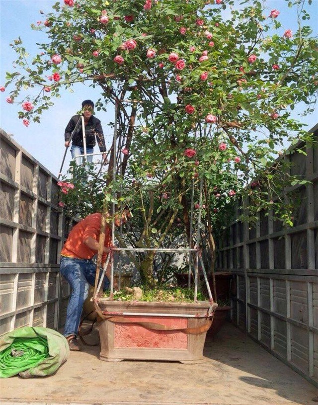 hồng cổ, hồng cổ sapa, hồng vân khôi, đại gia, đai gia Việt, nhà giàu việt, biệt thự