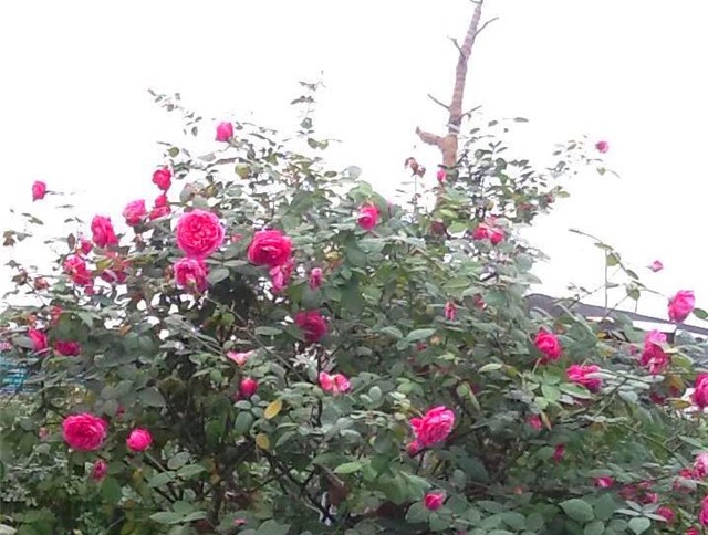 hồng cổ, hồng cổ sapa, hồng vân khôi, đại gia, đai gia Việt, nhà giàu việt, biệt thự