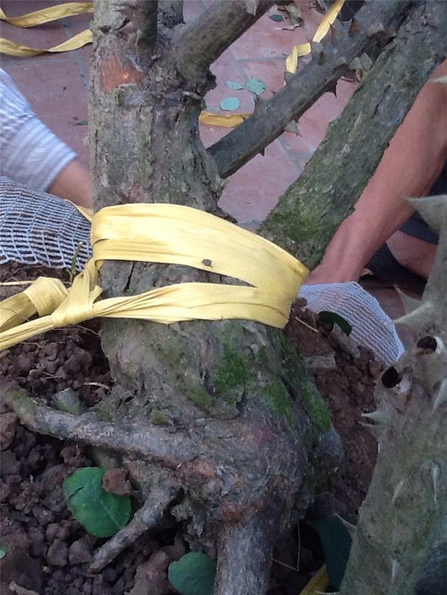 hồng cổ, hồng cổ sapa, hồng vân khôi, đại gia, đai gia Việt, nhà giàu việt, biệt thự