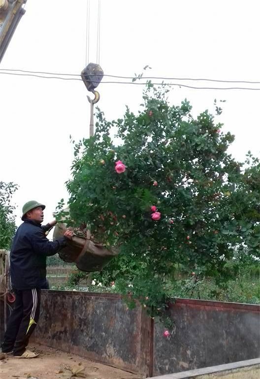 hồng cổ, hồng cổ sapa, hồng vân khôi, đại gia, đai gia Việt, nhà giàu việt, biệt thự