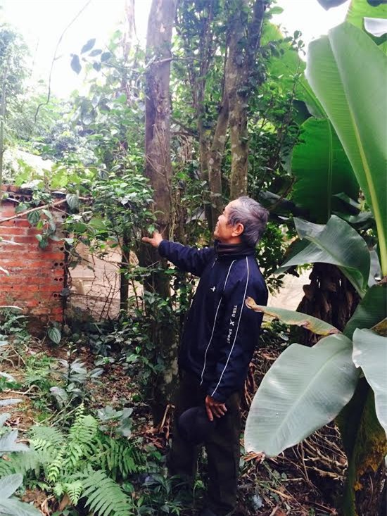 cụ chè, đặc sản, truyền đời, báu vật, chè xanh, chè cổ cụ, chè 200 năm tuổi, báu vật truyền đời, chè ngon nổi tiếng