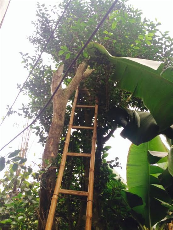 cụ chè, đặc sản, truyền đời, báu vật, chè xanh, chè cổ cụ, chè 200 năm tuổi, báu vật truyền đời, chè ngon nổi tiếng