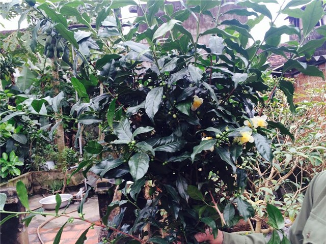 cụ chè, đặc sản, truyền đời, báu vật, chè xanh, chè cổ cụ, chè 200 năm tuổi, báu vật truyền đời, chè ngon nổi tiếng