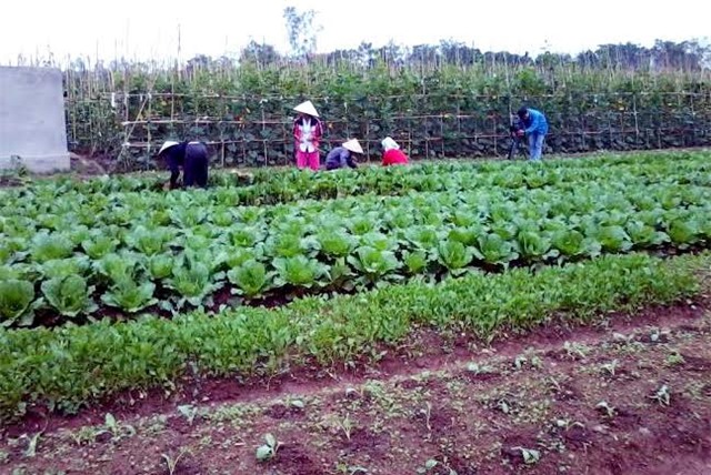 gà sạch, trứng sạch, rau sạch, thịt sạch, thực phẩm sạch, khuyến mãi, cửa hàng, nông sản