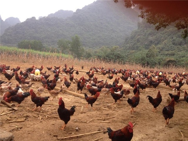 gà sạch, trứng sạch, rau sạch, thịt sạch, thực phẩm sạch, khuyến mãi, cửa hàng, nông sản