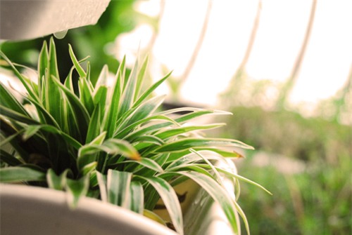 top cay canh lam thanh loc khong khi trong nha - 4