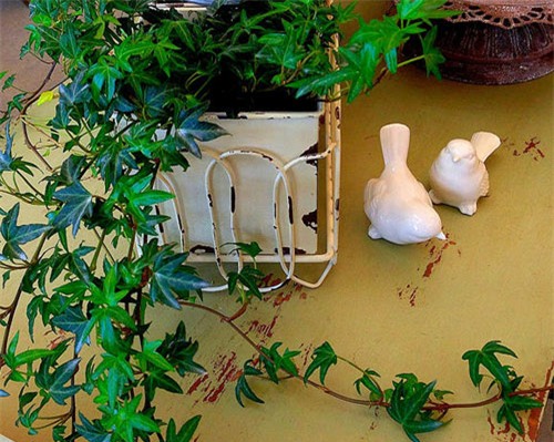 top cay canh lam thanh loc khong khi trong nha - 3