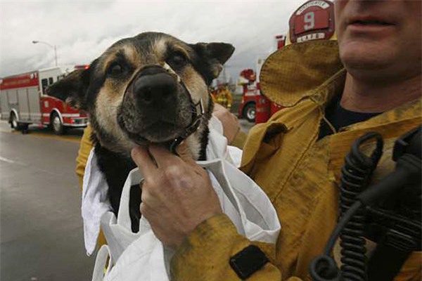 Chú chó bị rơi xuống sông, và cách mà người Mỹ đối xử với nó khiến cả thế giới nể phục - Ảnh 6.