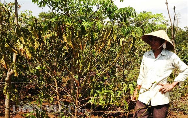 hạn hán, cà phê, tây nguyên, thiếu nước, nước sinh hoạt, cây trồng, hóa củi, chết cháy