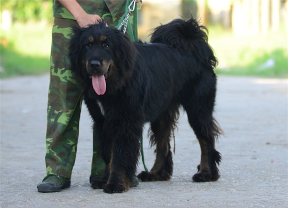 Chó không giấy tờ được đưa về Việt Nam như thế nào?