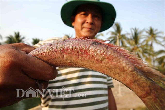 cá lóc, cá lóc bị ghẻ lở, hạn mặn, xâm nhập mặn, nuôi cá lóc