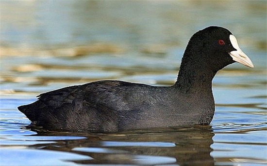 món ăn đắt đỏ, gà Đông Tảo, cá anh vũ, cua hoàng đế, giới nhà giàu, gà Đông Cảo, đôi chân to, gà chín cựa, gà 9 cựa, đại gia, sức khỏe