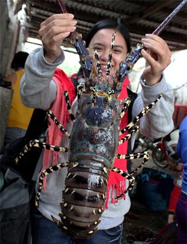 món ăn đắt đỏ, gà Đông Tảo, cá anh vũ, cua hoàng đế, giới nhà giàu, gà Đông Cảo, đôi chân to, gà chín cựa, gà 9 cựa, đại gia, sức khỏe