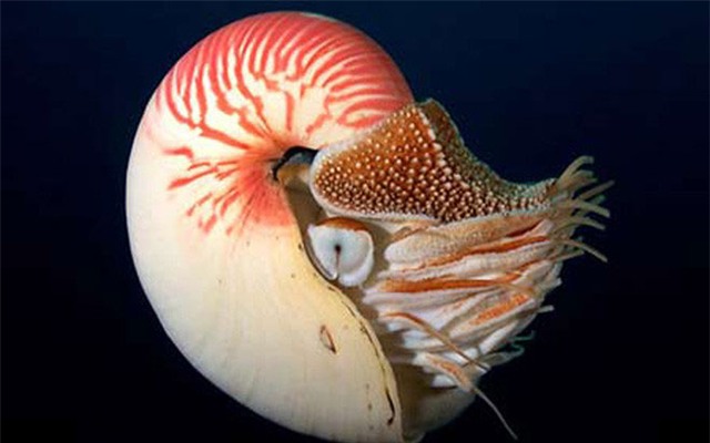 ốc Anh Vũ, mỹ nghệ