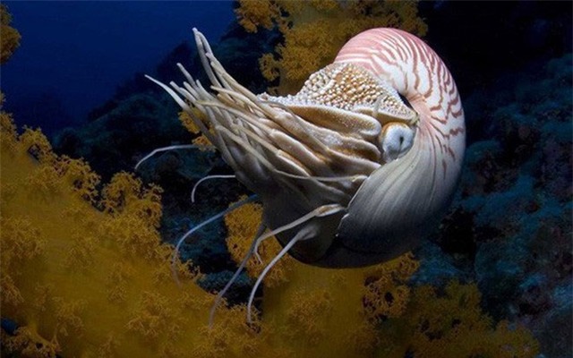 ốc Anh Vũ, mỹ nghệ