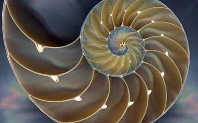 ốc Anh Vũ, mỹ nghệ