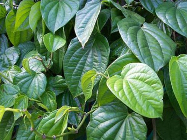 la-tam-thong-dung-cho-be-blogtamsuvn (2)