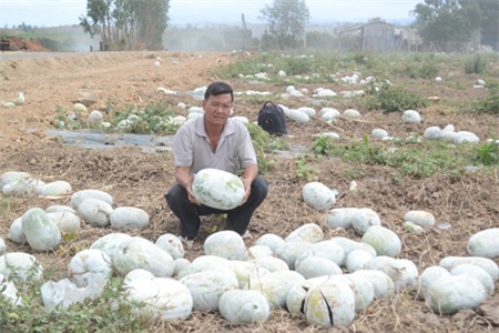 Những ruộng bí nhà ông Phụng để thối không ai mua