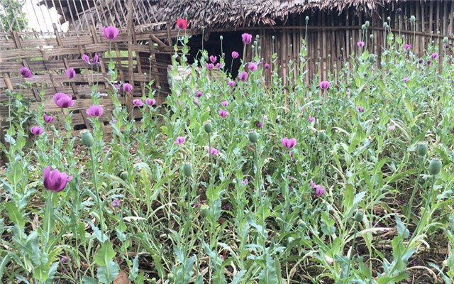 cây thuốc phiện, Quế Phong, Nghệ An, hoa anh túc