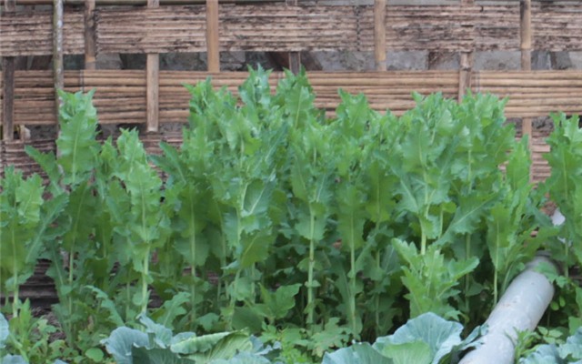 cây thuốc phiện, Quế Phong, Nghệ An, hoa anh túc