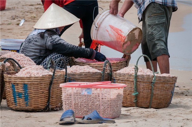 con ruốc, nhuộm ruốc bằng hóa chất, tắm hóa chất cho ruốc, nhuộm đỏ ruốc bằng hóa chất