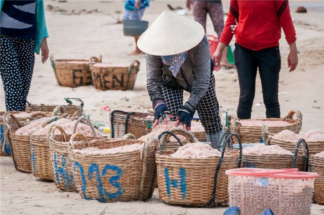 con ruốc, nhuộm ruốc bằng hóa chất, tắm hóa chất cho ruốc, nhuộm đỏ ruốc bằng hóa chất