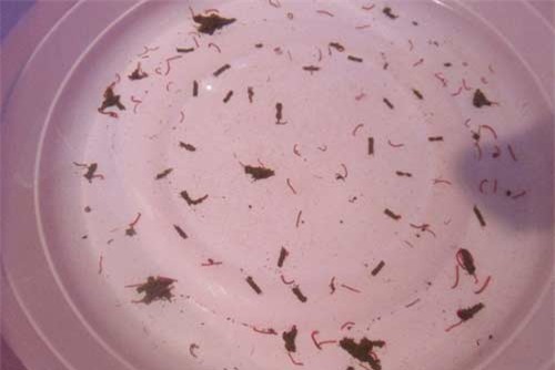 kinh hoang giun san luc nhuc trong nuoc sinh hoat o ha noi - 1