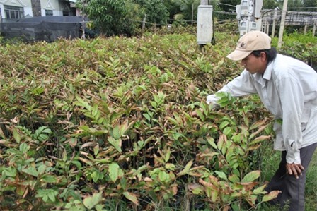 Hàng trăm cây chôm chôm giống của gia đình ông Quy bị cháy lá, chết dần