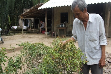 Những cây quất của gia đình ông Nghi bị héo lá, chết dần do tưới nước mặn