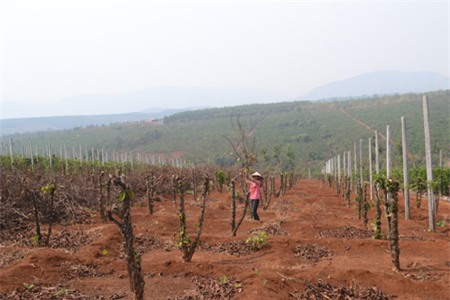 Nhiều nông dân đang bắt đầu chặt bỏ vườn cà phê chăm sóc nhiều năm trời với giá trị hàng trăm triệu đồng để trồng chanh dây