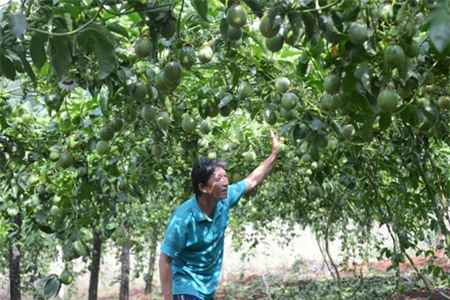 Quả chanh tăng giá và giá dây giống có nguồn gốc từ Trung Quốc cũng tăng giá cao khiến nhiều nghi vấn đặt ra