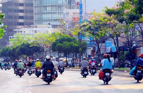 anh: xon xang duoi chum hoa ken hong trong nang sai gon hinh anh 2