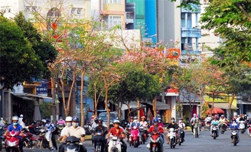 anh: xon xang duoi chum hoa ken hong trong nang sai gon hinh anh 3